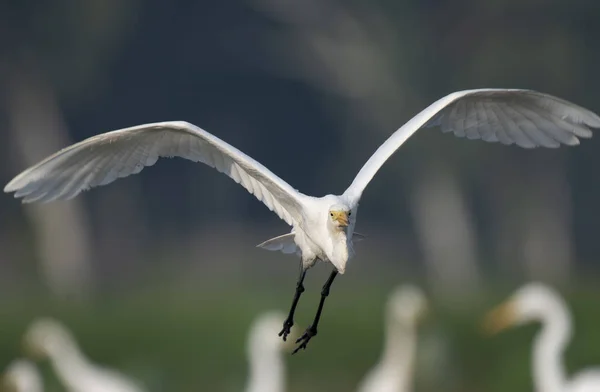 Egret Jezírko Lekníny — Stock fotografie