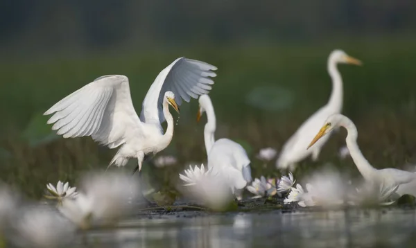 Σμήνος Egrets Ψάρεμα Πρωί — Φωτογραφία Αρχείου