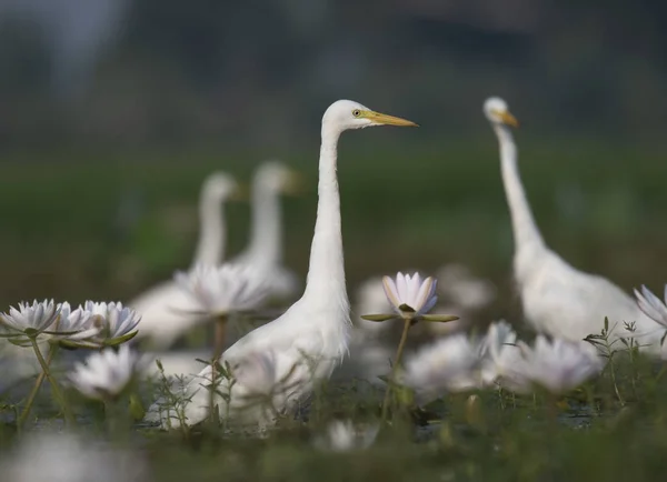 Egret Jezírko Lekníny — Stock fotografie