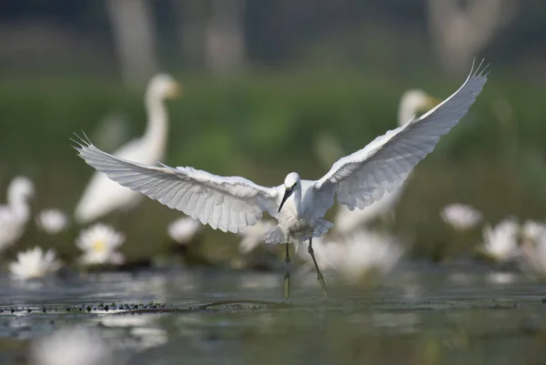 白鹭在水百合池塘 — 图库照片