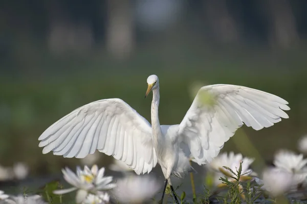 Egret Water Lily Pond — Stock Photo, Image