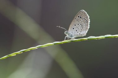 soluk çim mavi (pseudozizeeria maha) 