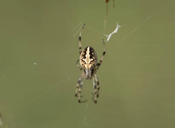 Aranha Tecelã Orb — Fotografia de Stock