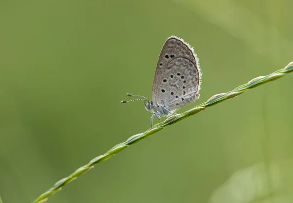 Bleke Gras Blauw Pseudozizeeria Maha — Stockfoto