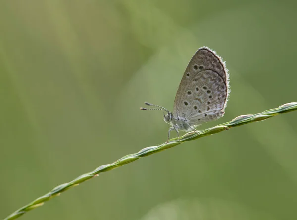 Bleke Gras Blauw Pseudozizeeria Maha — Stockfoto