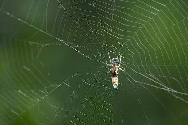 コガネグモ蜘蛛狩り昆虫 — ストック写真