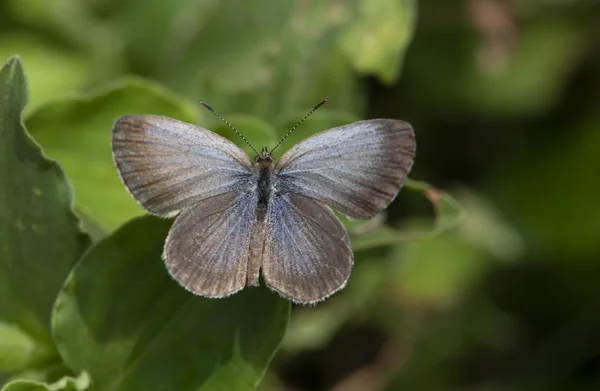 Bleu Pâle Herbe Pseudozizeeria Maha — Photo