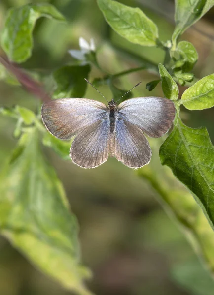 Das Dunkle Grasblau — Stockfoto