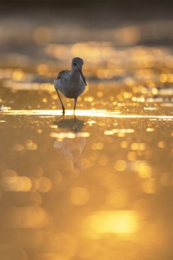 Sunrise adlı ortak yeşil şaft 