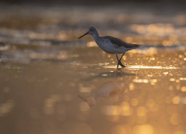 Sunrise adlı ortak yeşil şaft 