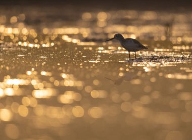 Common green Shank at Sunrise  clipart