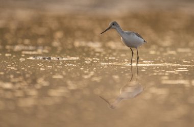 Sunrise adlı ortak yeşil şaft 
