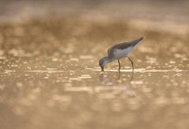 Sunrise adlı ortak yeşil şaft 