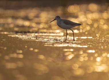 Sunrise adlı ortak yeşil şaft 
