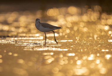 Sunrise adlı ortak yeşil şaft 