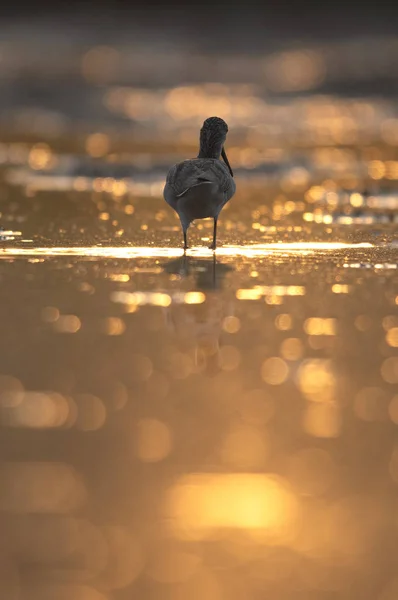 Ortak greenshank (Tringa nebularia)