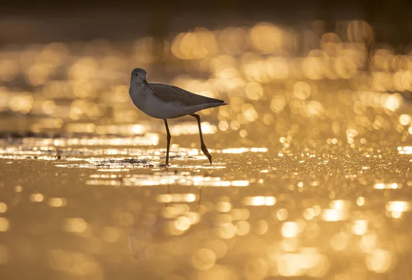 Sunrise adlı ortak yeşil şaft 
