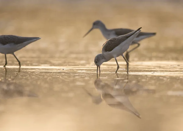 Common Green Shank Sunrise — стоковое фото