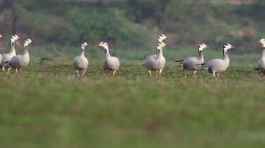 Çubuk başlı kaz sürüsü