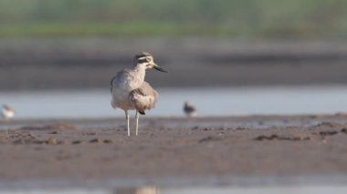 Büyük taş-kervan sabah dinlenme