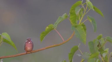 Levrek gündoğumu, üzerinde ortak Kingfisher