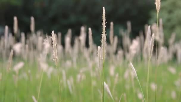 Grass Meadow Sunset — Stock Video