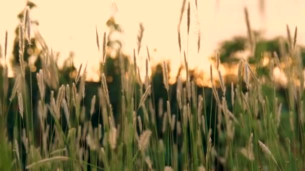 Meadow Sunset — Stock Video