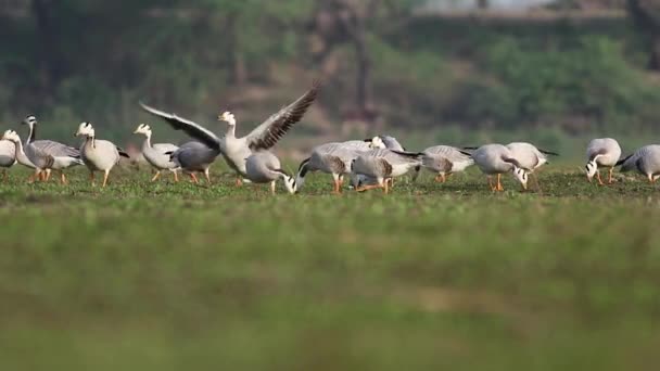 Kudde Van Bar Mensenhoofd Gans Winterochtend — Stockvideo