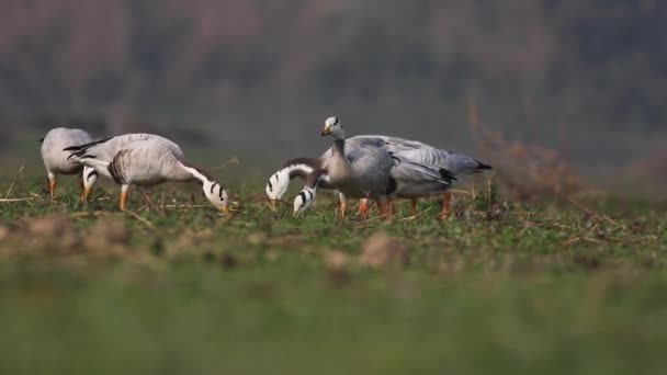 Flock Bar Headed Goose Grazing Grassland — Stock Video