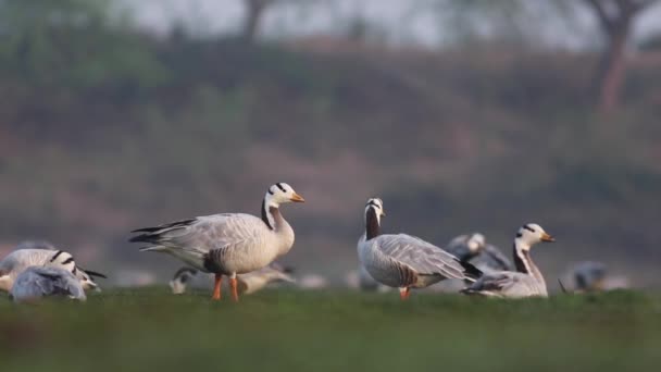 Bar Headed Goose Grazing Sunrise — Stock Video