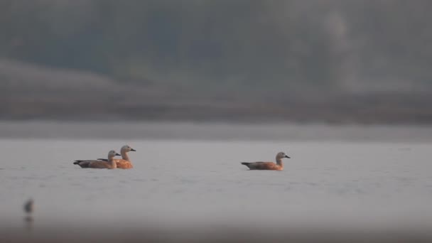 Ruddy Shelduck River — Stock Video