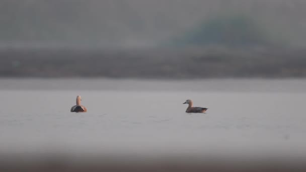 Ruddy Shelduck River — Stock Video