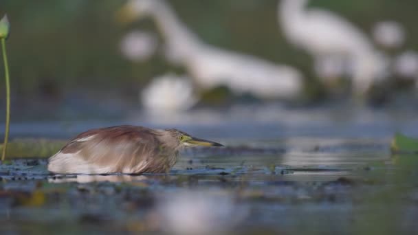 印度池塘苍鹭狩猎警报 — 图库视频影像