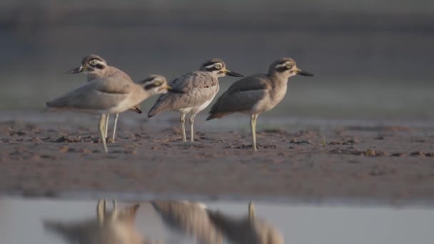 Großer Brachvogel Ruht Sich Morgen Aus — Stockvideo