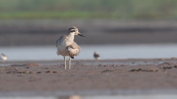 Great Stone Curlew Resting Morning — Stock Video