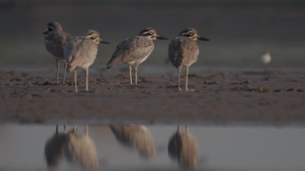 Großer Brachvogel Ruht Sich Morgen Aus — Stockvideo