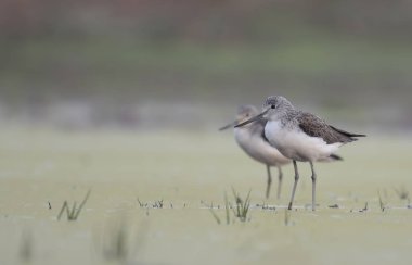 Sunrise adlı ortak yeşil şaft 