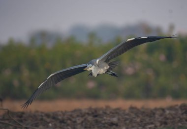 Uçan gri balıkçıl 