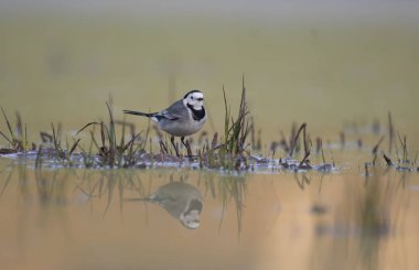 Beyaz kuyruksallayan gündoğumu 