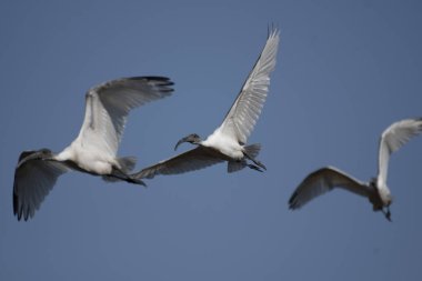 Kara başlı aynak (Threskiornis melanocephalus)