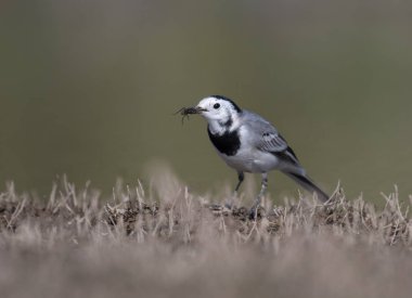 Beyaz kuyruksallayan gündoğumu 