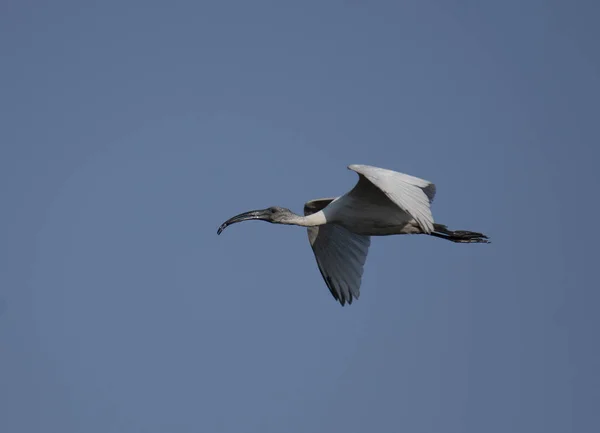 Ibis Cabeza Negra Threskiornis Melanocephalus —  Fotos de Stock