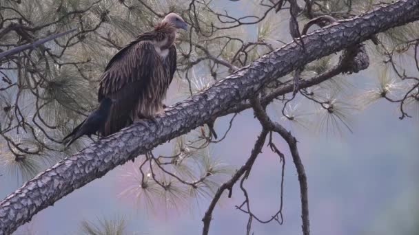 格里芬秃鹫一种罕见的鸟在森林里 — 图库视频影像