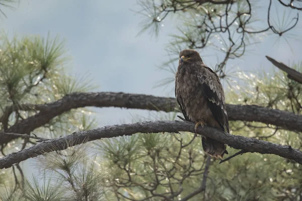 Aquila steppa sul trespolo nella foresta — Foto Stock