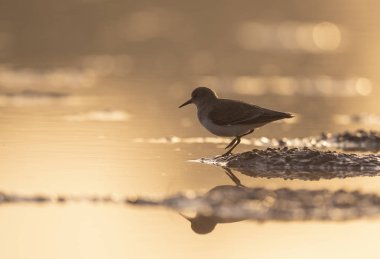 Altın ışık Temminck'ın ölçü