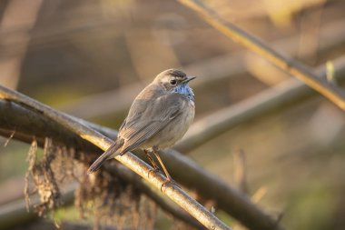 Bluethroat (Luscinia svecica)