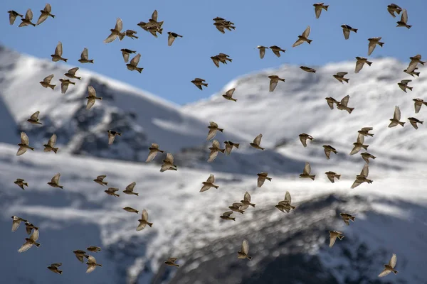 Bandada de aves volando al amanecer hermosos colores en el cielo —  Fotos de Stock