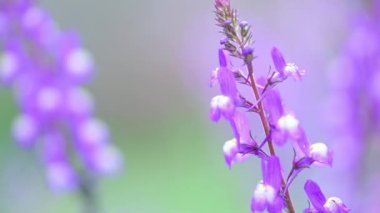 Yakın çekim mor Lupine çiçek yağmurda 