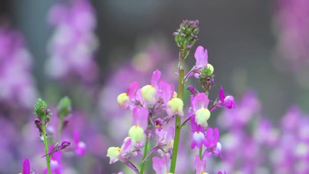 Lupina Púrpura Cerca Flor Bajo Lluvia — Vídeos de Stock