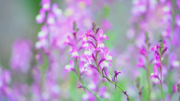 Lupina Púrpura Cerca Flor Bajo Lluvia — Vídeo de stock